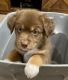 Australian Shepherd Puppies for sale in Cleburne, TX, USA. price: $600