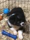 Australian Shepherd Puppies for sale in Woodburn, OR 97071, USA. price: $600