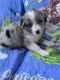 Australian Shepherd Puppies for sale in Miami, FL, USA. price: $900
