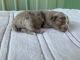Australian Shepherd Puppies for sale in Springdale, WA, USA. price: $1,200