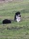 Australian Shepherd Puppies for sale in Creswell, OR 97426, USA. price: $350