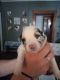 Australian Shepherd Puppies for sale in Adams, MA, USA. price: NA