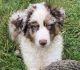 Australian Shepherd Puppies for sale in Nicktown, PA 15762, USA. price: $800