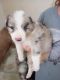 Australian Shepherd Puppies for sale in Bay City, MI, USA. price: $500