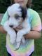Australian Shepherd Puppies for sale in Stout, Rome, OH 45684, USA. price: $500
