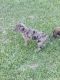 Australian Shepherd Puppies for sale in Raleigh, NC, USA. price: NA