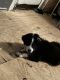Australian Shepherd Puppies for sale in Coldwater, MS 38618, USA. price: NA