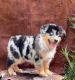 Australian Shepherd Puppies for sale in Tampa, FL, USA. price: $2,500