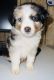 Australian Shepherd Puppies for sale in Germantown, OH, USA. price: NA
