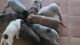 Australian Shepherd Puppies for sale in Tucson, AZ, USA. price: NA