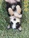 Australian Shepherd Puppies for sale in Cleburne, TX, USA. price: $450