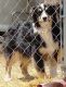 Australian Shepherd Puppies for sale in Divide, CO 80814, USA. price: NA