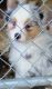 Australian Shepherd Puppies for sale in Divide, CO 80814, USA. price: NA