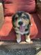 Australian Shepherd Puppies for sale in Grants Pass, OR 97526, USA. price: $1,500