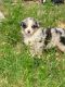 Australian Shepherd Puppies for sale in Dexter, OR 97431, USA. price: NA