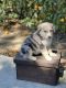 Australian Shepherd Puppies for sale in Fillmore, CA 93015, USA. price: NA