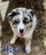 Australian Shepherd Puppies for sale in Long Grove, IA 52756, USA. price: $400