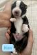 Australian Shepherd Puppies for sale in Magnolia, TX, USA. price: $1,300