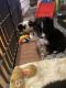Australian Shepherd Puppies for sale in Winchester, VA 22601, USA. price: $1,000