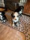 Australian Shepherd Puppies for sale in Winchester, VA 22601, USA. price: $1,250