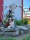 Australian Shepherd Puppies for sale in Greenville, OH 45331, USA. price: $500
