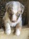Australian Shepherd Puppies for sale in College Station-Bryan, TX, TX, USA. price: $850