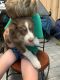Australian Shepherd Puppies for sale in Taylorsville, KY 40071, USA. price: NA