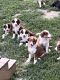 Australian Shepherd Puppies for sale in Richmond, KY, USA. price: NA