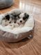 Australian Shepherd Puppies for sale in Carol Stream, IL, USA. price: NA