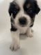Australian Shepherd Puppies for sale in Springfield, IL, USA. price: NA