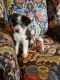 Australian Shepherd Puppies for sale in Guthrie, OK, USA. price: $250