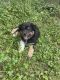Australian Shepherd Puppies for sale in Nelson Township, OH, USA. price: NA