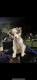 Australian Shepherd Puppies for sale in Lawrenceville, GA, USA. price: NA