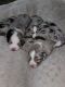 Australian Shepherd Puppies for sale in Doswell, VA 23047, USA. price: NA