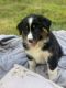 Australian Shepherd Puppies for sale in East Hampton, CT, USA. price: NA