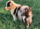 Australian Shepherd Puppies for sale in Landrum, SC 29356, USA. price: NA