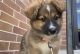 Australian Shepherd Puppies for sale in Omaha, NE, USA. price: $2,000