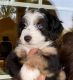Australian Shepherd Puppies for sale in Louisburg, KS 66053, USA. price: $1,795