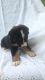 Australian Shepherd Puppies for sale in Lawndale, NC 28090, USA. price: NA