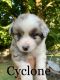Australian Shepherd Puppies for sale in Ashland, IL 62612, USA. price: NA