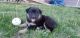 Australian Shepherd Puppies for sale in Wind Lake, WI 53185, USA. price: NA