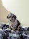 Australian Shepherd Puppies for sale in Allenport, PA, USA. price: NA