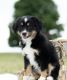 Australian Shepherd Puppies for sale in Orlando, FL, USA. price: $1,500