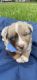 Australian Shepherd Puppies for sale in Crosby, TX 77532, USA. price: NA