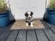 Australian Shepherd Puppies for sale in Rock, WV 24747, USA. price: $500