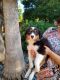 Australian Shepherd Puppies for sale in Roseville, CA 95661, USA. price: NA