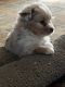 Australian Shepherd Puppies for sale in Hico, TX 76457, USA. price: NA