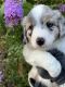 Australian Shepherd Puppies for sale in Willis, VA 24380, USA. price: NA