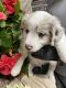 Australian Shepherd Puppies for sale in Willis, VA 24380, USA. price: NA