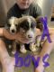 Australian Shepherd Puppies for sale in Huntington, WV, USA. price: $400